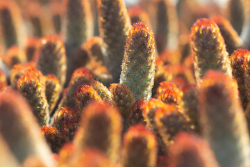 cactus garden on the farm hobby and leisure activities for another form of happiness