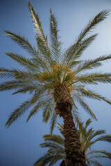 palm trees against sky