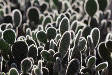 cactus garden on the farm hobby and leisure activities for another form of happiness