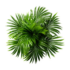 Green Areca House Plant. Top Plan View. Ai Generative