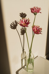 Beautiful pink gerber flowers with sunlight shadow silhouette over neutral tan wall. Aesthetic...