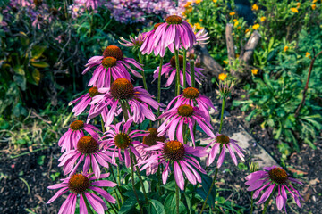 echinacea blossoming in garden 