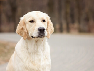 close-up portrait of dog golden retriever labrador in autumn in autumn park