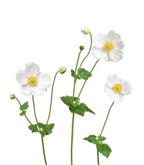 ショウメイギク10月撮影