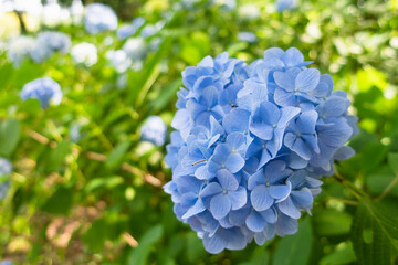 木漏れ日の林の青色の紫陽花