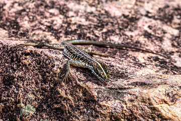 Lizard at the Buracao waterfall, Ibicoara, Chapada Diamantina in Bahia, Brazil