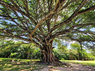 Big Ficus tree in front of the Garcia D'Avila castle, in the Praia do Forte, Mata de Sao Joao, Bahia, Brazil