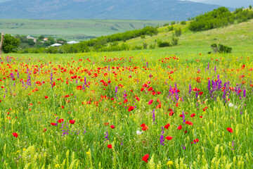 Field of poppy flowers, daylight and outdoor, Georgian nature