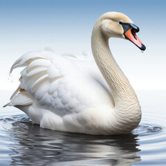 Naklejka premium A majestic swan gracefully gliding on calm water.