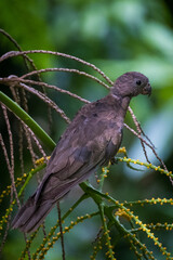 Seychelles Black Parrot 