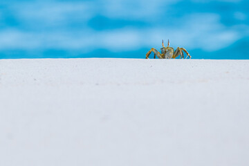 Crab on the beach of Seychelles 