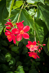 red hibiscus flower