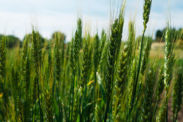青空に向かって力強く伸びる小麦
