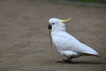 Side view of a sulphur-crested cockatoo walking across a gravel path while holding a blade of grass...