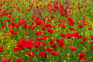 Field of poppy flowers, daylight and outdoor, Georgian nature