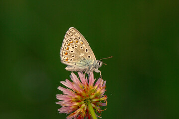 Fototapeta na wymiar Macro shots, Beautiful nature scene. Closeup beautiful butterfly sitting on the flower in a summer garden. 