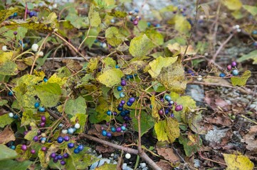 Wild Porcelain berry in Autumn