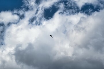 A Black kite with cloud background