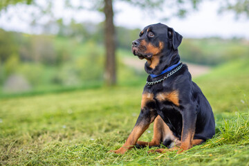 Dog of the Rottweiler breed sits on meadow under trees in the wild against the background of forest and sky