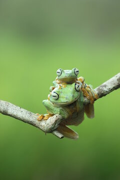 frogs, flying frogs, green frogs, two green frogs overlapping on a green background