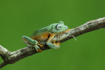frog, green frog, flying frog, a green frog on a wooden branch with a green background