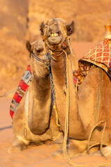 Two camels in Wadi Rum desert in Jordan, looking at camera, smiling