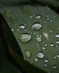 Macro raindrops on leaf