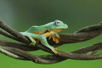 Fototapeta premium frog, flying frog, green frog, a green frog on a wooden branch against a green background