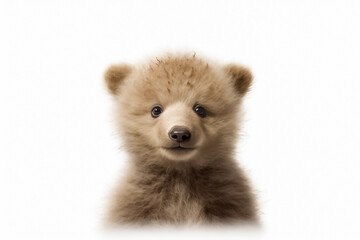 A cute baby grizzly takes the spotlight in a studio setting, standing against a white backdrop. Generative AI.