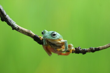 Naklejka premium frog, flying frog, green frog, a green frog on a wooden branch against a green background