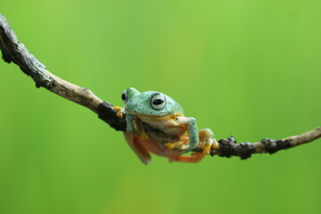 frog, flying frog, green frog, a green frog on a wooden branch against a green background