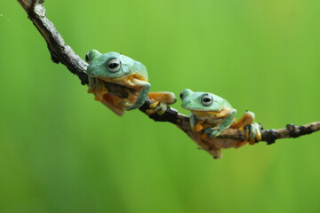 frog, flying frog, green frog, two green frogs on a wooden branch against a green background