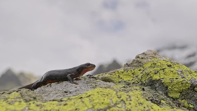 The amazing Alpine newt on the rock in the wild Alps (Ichthyosaura alpestris)