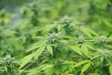 Flower green organic  cannabis leaves background,Growing medical marijuana.