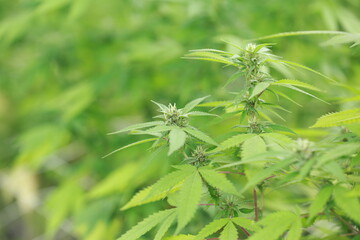 Flower green organic  cannabis leaves background,Growing medical marijuana.