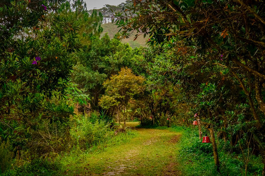footpath in the woods