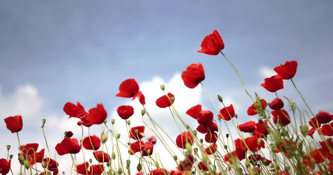 Red poppy flowers with a sky background. Slow motion footage 50fps with shallow depth of field.