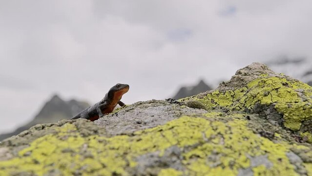 Alpine newt walks on the rocks (Ichthyosaura alpestris)