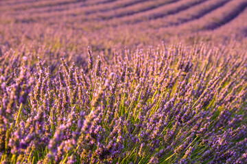 Delicate violet flowers flourish in neat rows across the expanse of a lavender field, creating a stunning countryside landscape on a sun-drenched summer day