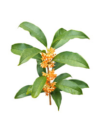 キンモクセイ　11月撮影