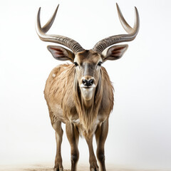 Naklejka na ściany i meble A Greater Kudu (Tragelaphus strepsiceros) displaying its impressive horns.