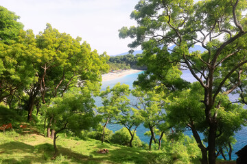 spring rainforest trees green leaves jungle