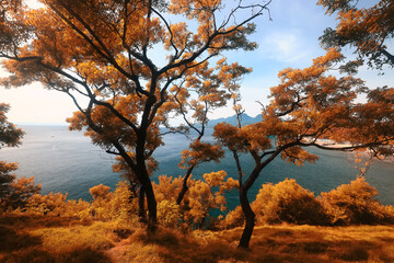 autumn branches trees yellow leaves an unusual season