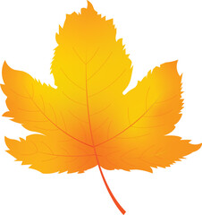 autumn maple leaf