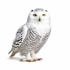 A glistening Snowy Owl (Bubo scandiacus) in a poised stance.