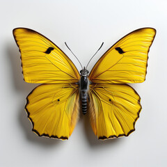 Top-down view of a Sulphur Butterfly (Colias spp.).