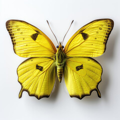 Top-down view of a Sulphur Butterfly (Colias spp.).