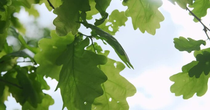 Green oak leaves of tree on blue sky background, close-up. Young tender oak foliage swaying in fresh wind. Bright green leaf in spring nature. Natural foliage in summer forest. 4k video of environment