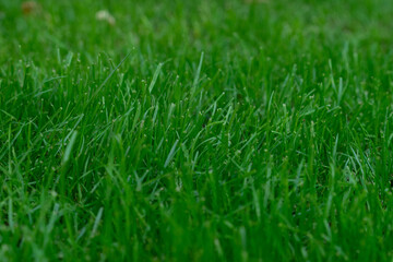 freshly planted green grass