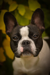 Fototapeta premium Autumn portrait of French buldog in leaves. He is so cute in the leaves. He has so lovely face.